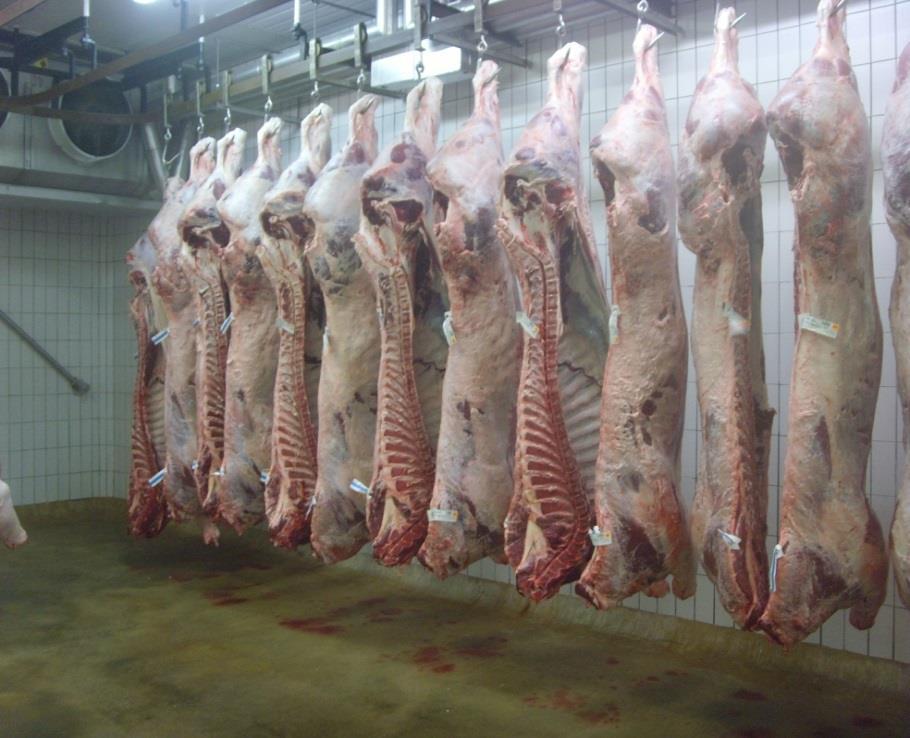 Measurements obtained at the factory Meat quality Carcass wt, fat and conformation Primal yields