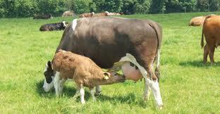Irish cattle breeding.