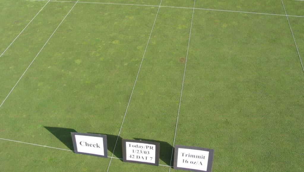 Mark M. Mahady & Associates, Inc. Trimmit SC for Control of Annual Bluegrass in Creeping Bentgrass Putting Greens 1 Photograph 5.