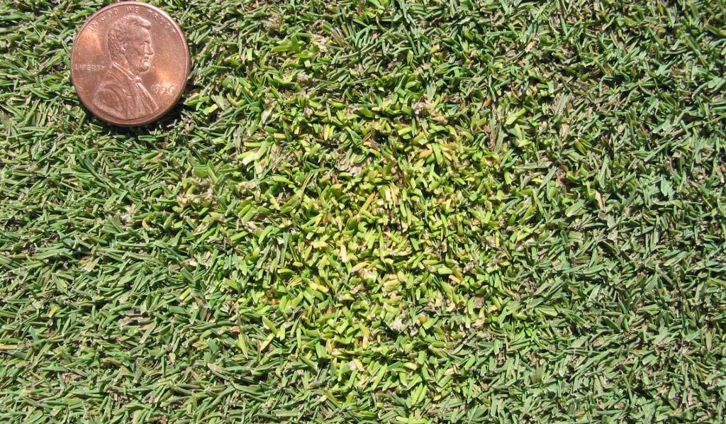 Growth regulation of a perennial biotype of Poa annua following three Trimmit treatments applied at a rate of 1 oz/a.