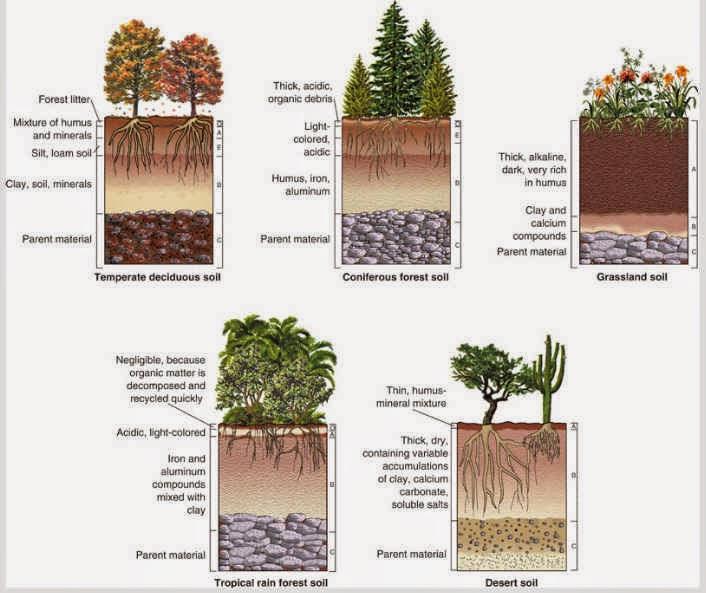 Soils Are Diverse Due To: