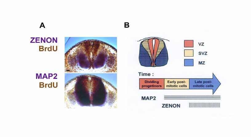 ZENON expression is restricted to old neurons