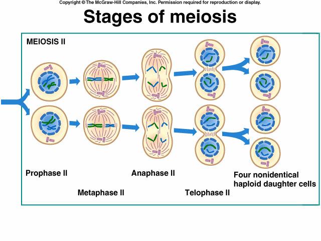 Meiotic maturation of Xenopus laevis oocytes