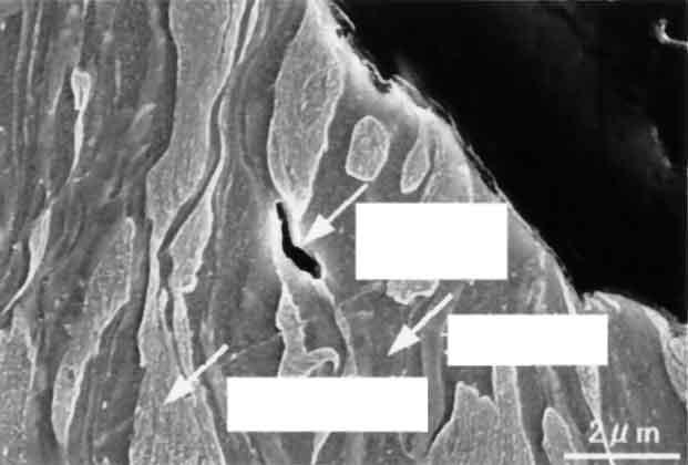 DP type steel Developed steel Microcrack Martensite Ferrite 2 µm Photo 2 Cross-sectional microstructure of dual phase type steel at the mechanical joint 3 mm Photo 4 Surface appearance of the