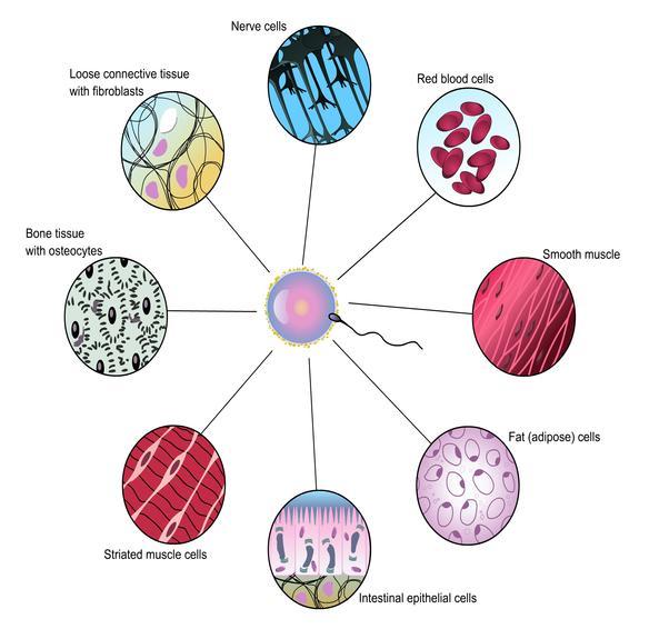 Different Tissues and Cells Hb gene Hb gene