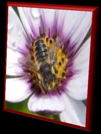 Exposure of bees to neonicotinoids Neonicotinoids residues in pollen and nectar are consumed by flower- visiting insects as bees.