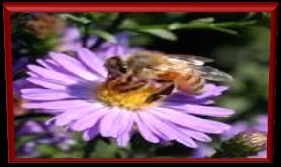 Toxicity of Neonicotinoids on Honey Bees * A dramatic rise in the number of annual beehive losses noticed around 2006 * A potential toxicity to honey