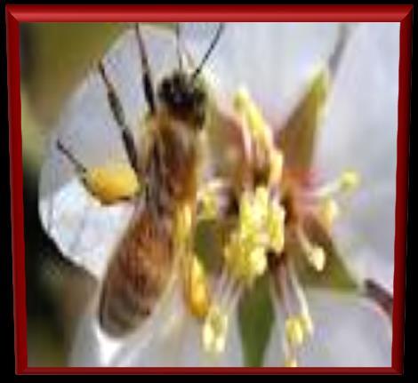 * Neonicotinoids are also being explored with a combination with other factors as mites and pathogens, as potential causes of colony collapse.