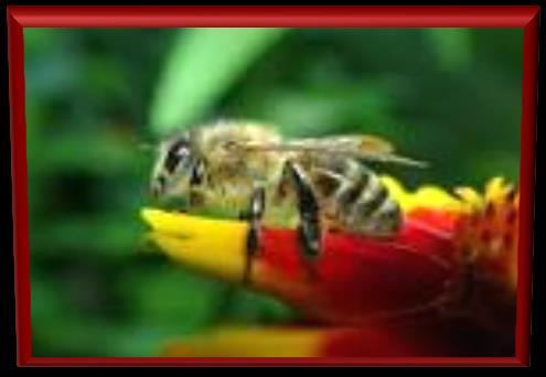Neonicotinoids and Colony collapse Disorder (CCD) * Colony collapse Disorder is the large scale loss of honey bees * No single