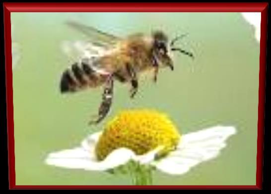 Recommendations * The bee safety of currently approved uses of neonicotinoids should be reassessed and