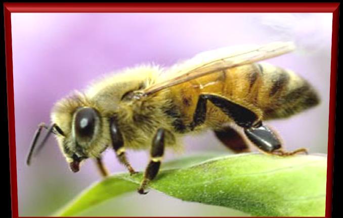 Politics meets Science: The case of neonicotinoids in Europe 1.