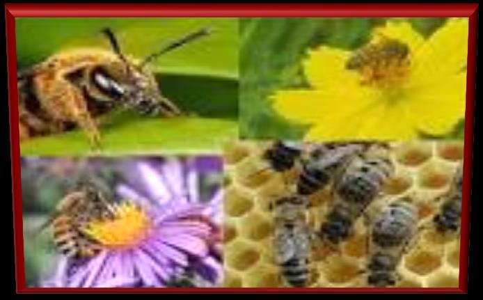 Market of Neonicotinoids Neonicotinoids have been registered in more than 120 Counties.