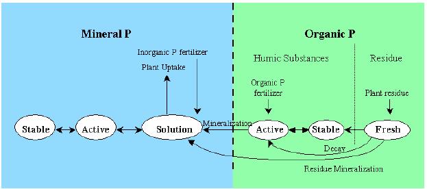 Soil Phosphorus Cycle in
