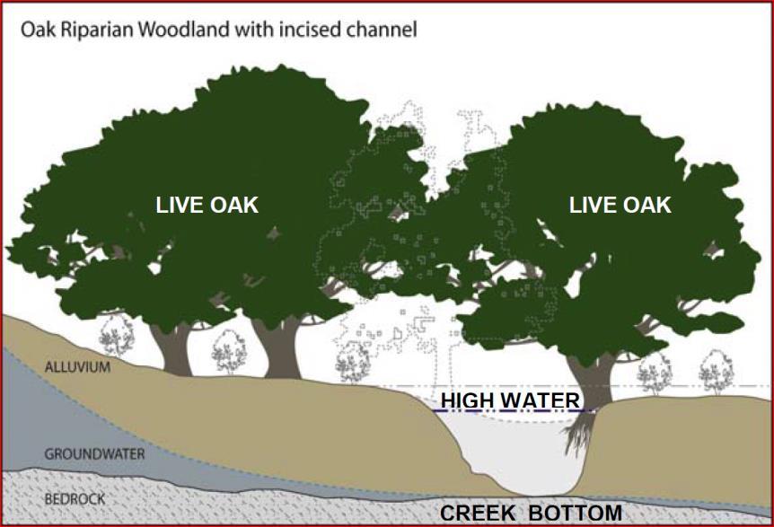 Agua Hedionda Creek - Present Early Incised System (Present) Depressed Groundwater Table High Groundwater Export Low Groundwater Recharge High Channel Bank Erosion Confined Low