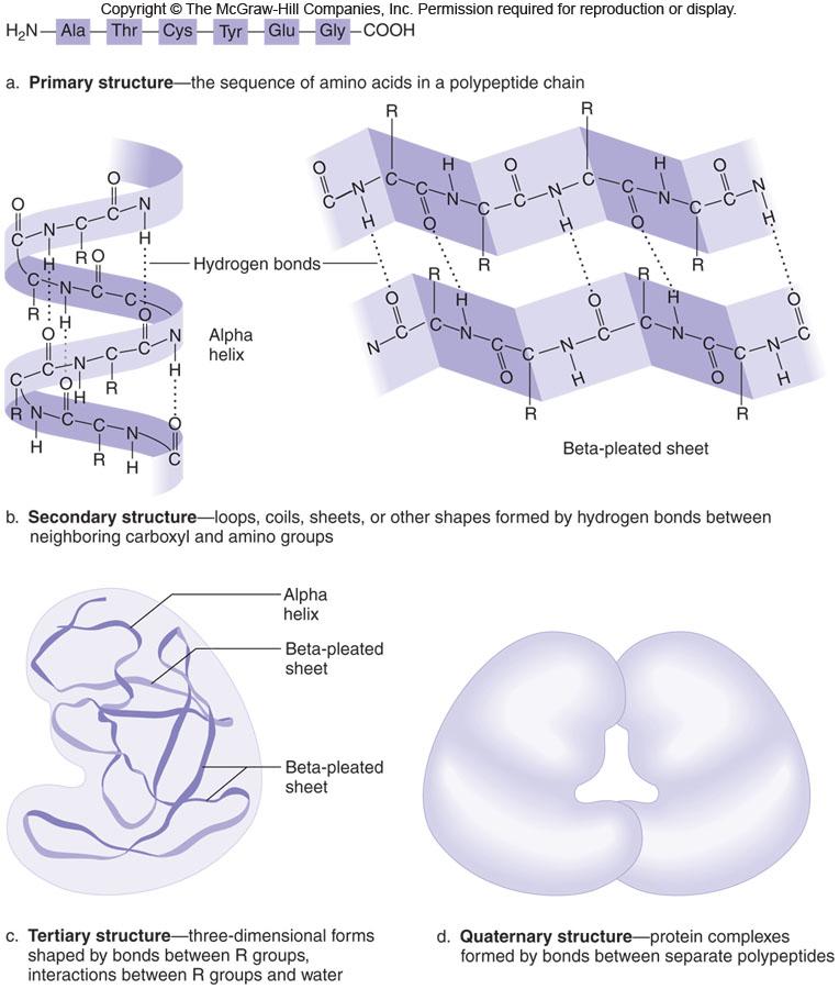 Each set of interactions between amino acids helps to shape the protein Any