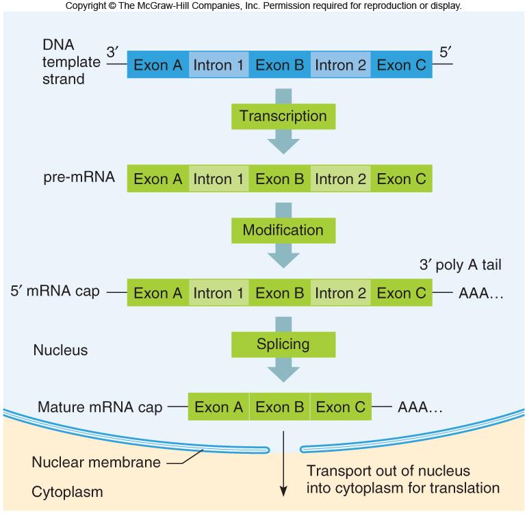 There are two more levels of information control between transcription and translation Not all DNA within a gene is actually read into protein -exons are kept in the mrna -introns are removed from