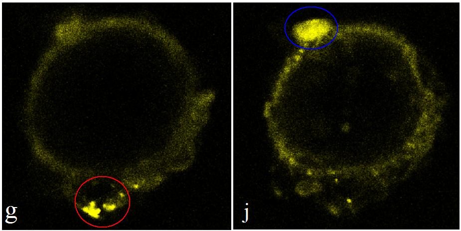 relative fluorescence intensity between NP probe (DNA nanowire-cdte quantum dot@ polystyrene