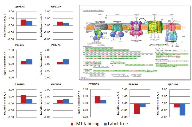 Using TMT-labeling, 93% of the identified proteins were quantified with 20% CV (for replicate analyses, the protein ratio CV is calculated from protein ratios in individual replicate runs), whilst