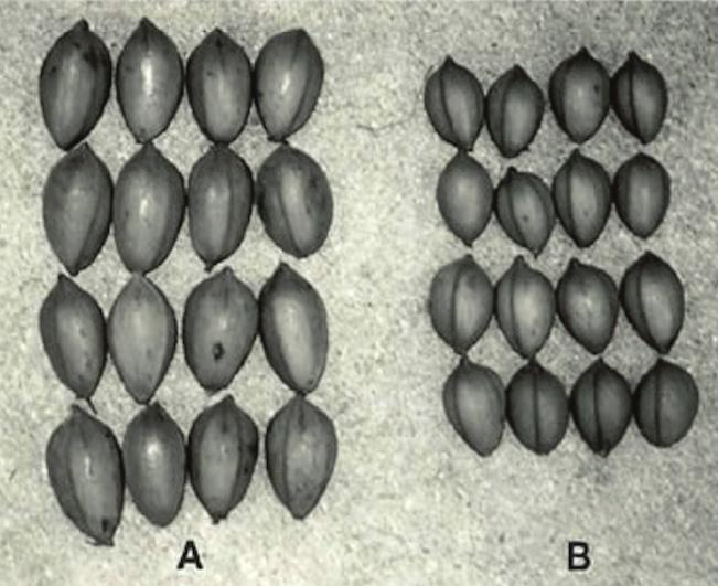 Nut Filling Stage Figure 1. Effect of adequate water during the nut sizing period. Pecans on the left (A) are from irrigated trees, while those on the right (B) are from non-irrigated trees.