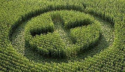 What are the Disadvantages of GM crops? Greenpeace activists have marked a GM field in France.