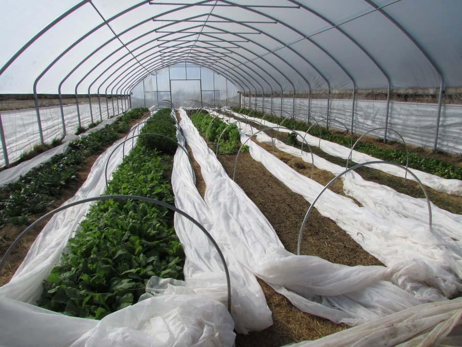 structureshigh tunnels, greenhouses Row covers