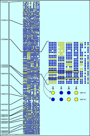 The haplotype patterns for 20 independent globally diverse chromosomes defined by 147 common human chr 21 SNPs spanning 106 kb of genomic sequence. Each row represents an SNP.