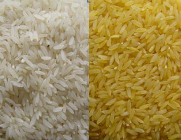 Golden rice Genetically modified to produce iron and betacarotene, a precursor of Vitamin A.