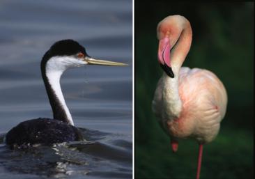 Genomics is used to understand how organisms are related Grebes (left) and flamingoes are close relatives.