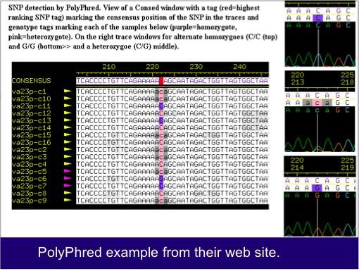 Using PolyPhred to Visualize SNPs Compares sequences across traces obtained from different individuals to identify sites for SNPs.
