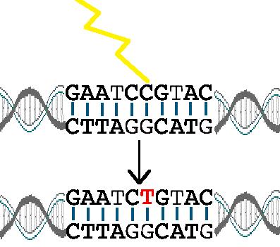 Changes occur in DNA