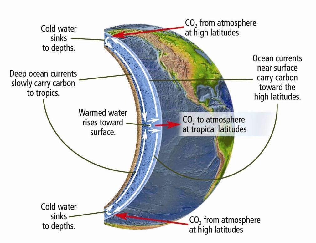 4. : Ocean mixing: moves CO 2 around the world - CO 2 sinks in cold ocean waters flows to the warm equator and evaporates into the