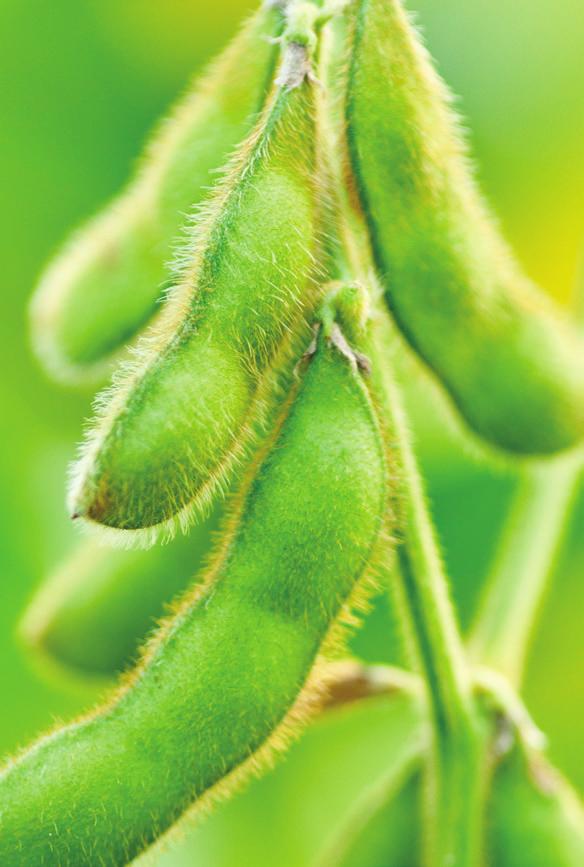 Have complete control down every row. Prevathon insect control, labeled for soybeans, offers effective control with a shorter re-entry interval (four hours) after application.