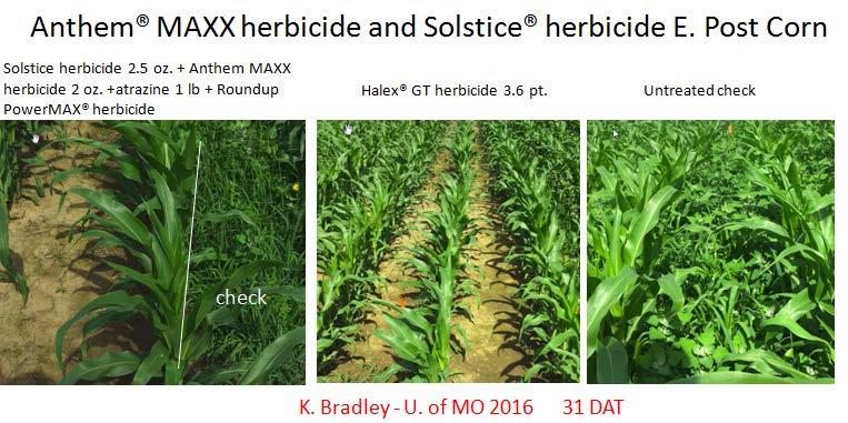 (add Roundup + 2,4-D or dicamba for full burndown of emerged weeds) Anthem MAXX herbicide Early Post Emergence with premier residual Option 1: Anthem MAXX herbicide 2.5-4 oz.