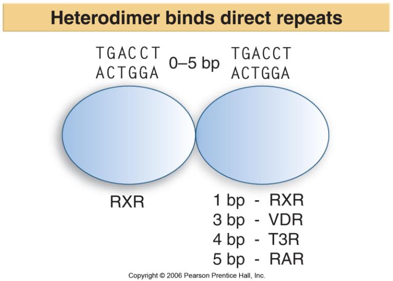 10 Steroid Receptor Binding to the Response Element Is Activated by Ligand Binding All receptors in the steroid receptor binding superfamily are ligand dependent activators of