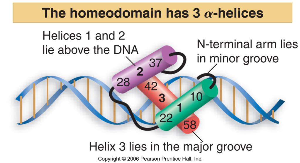 25.12 Helix-Loop-Helix Proteins Interact by Combinatorial Association The helix-loop-helix (HLH) motif is responsible for dimerization of a class of transcription factors called HLH proteins.