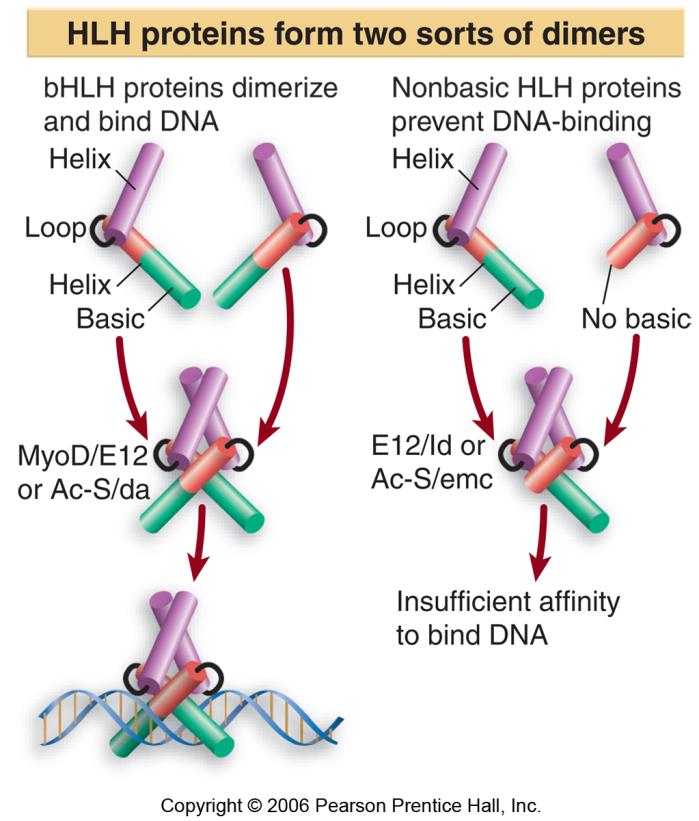 25.12 Helix-Loop-Helix Proteins Interact by Combinatorial Association A bhlh protein has a basic sequence adjacent to the HLH motif that is responsible for binding to DNA.