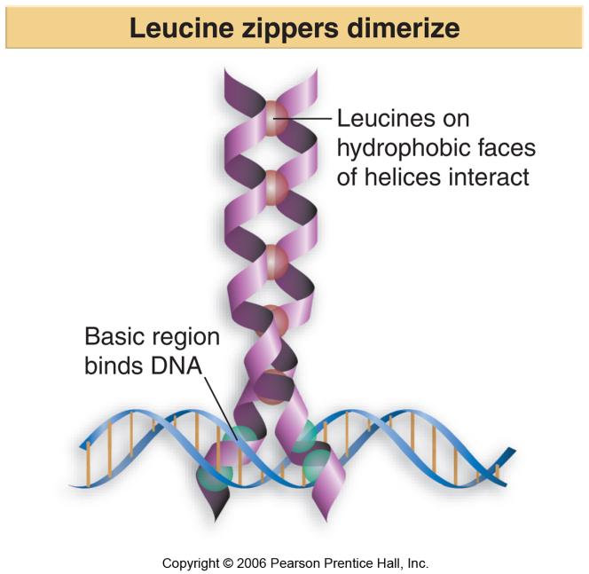 Each pair of HLH protein dimers has a particular ability to activate or repress transcription Gene expression can therefore be regulated by controlling the availability of particular HLH and bhlh