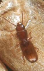 Rusty Grain Beetle Cryptolestes ferrugineus Food: broken grain, germ, mould Egg to Adult: 3