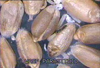 Future Solutions for Warehouses Parasitoids Trichogramma