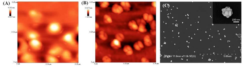 area mapping analysis of nanoparticles in dark field showing the distribution of (D) Fe, (E) Au and (F) O in synthesized