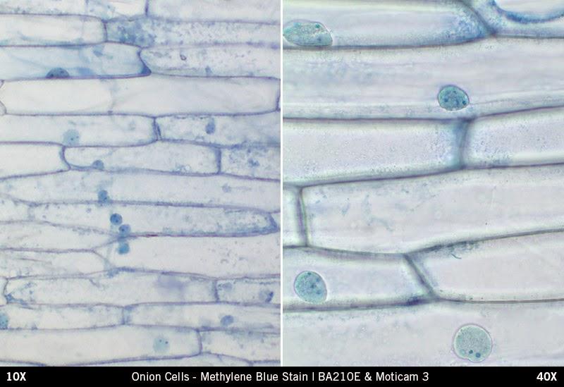 PROCEDURE: Check off each box as you complete each step in the procedure. PART ONE: Onion Cell Observations " 1. Set up your light compound microscope at your lab bench.