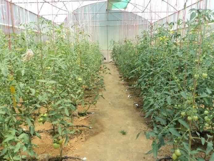 On the other hand, low-volume irrigation systems apply water only to the rhizosphere, therefore, agrichemicals can be more effectively applied with such