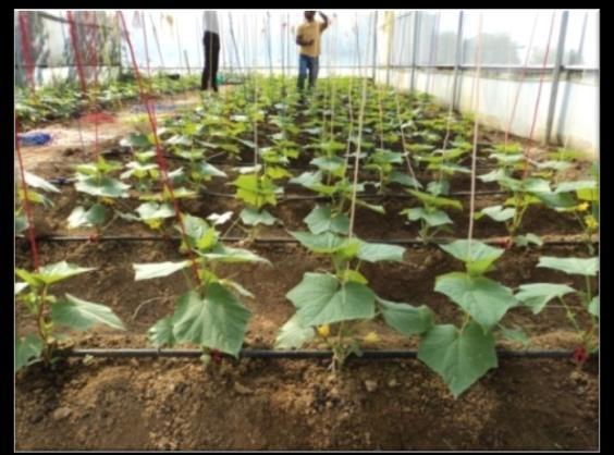 Protected cultivation offers several advantages to produce vegetables of high quality and yields, by using the land and other resources more efficiently.
