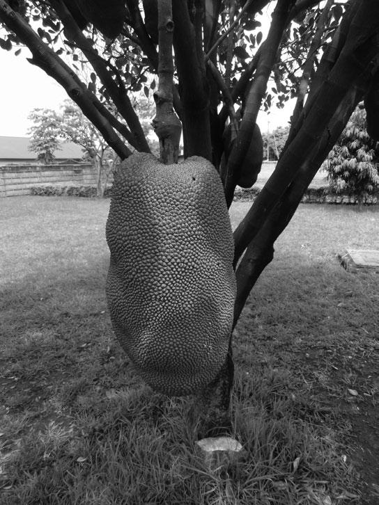 8 Introduction Figure 1.7 Individual fruits of jackfruit can weigh up to 30 kg and a productive tree can produce up to 200 fruits a year Uganda (RCC). See also colour plates section.