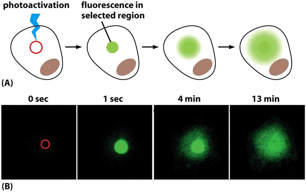 Fluorescent Probes Dynamic studies of fluorescent probes