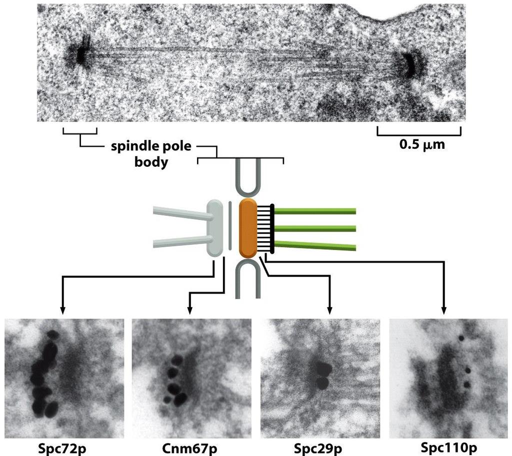 Immuno-gold labeling of microtubules in an
