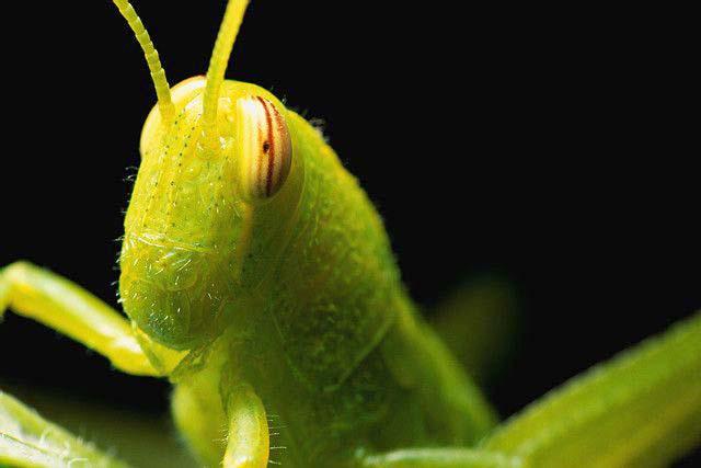 One locust is called a grasshopper.