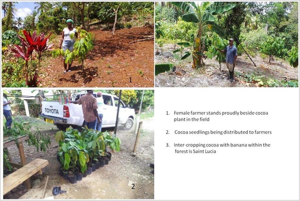 Saint Lucia Agroforestry Project This project is based on a request from the Government of Saint Lucia to provide support for the replanting of aged cocoa plantations as well as the establishment of