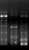 DPO (Dual Priming Oligonucleotide) Conventional PCR DPO PCR <Conventional Primer> <DPO Primer> 5 3 1 5 3 Extension 1 2 3 1 5 3 Extension 1 2 3 2 5 X Extension 3 2 5 X No extension 3 X 3 5 X Extension
