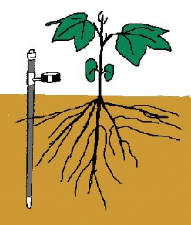 irrigation scheduling; denitrification TRADITIONAL METHODS TO MEASURE SOIL MOISTURE Feel
